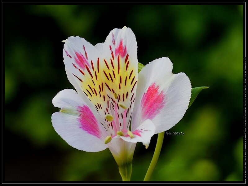 White Flower with Pink Spots