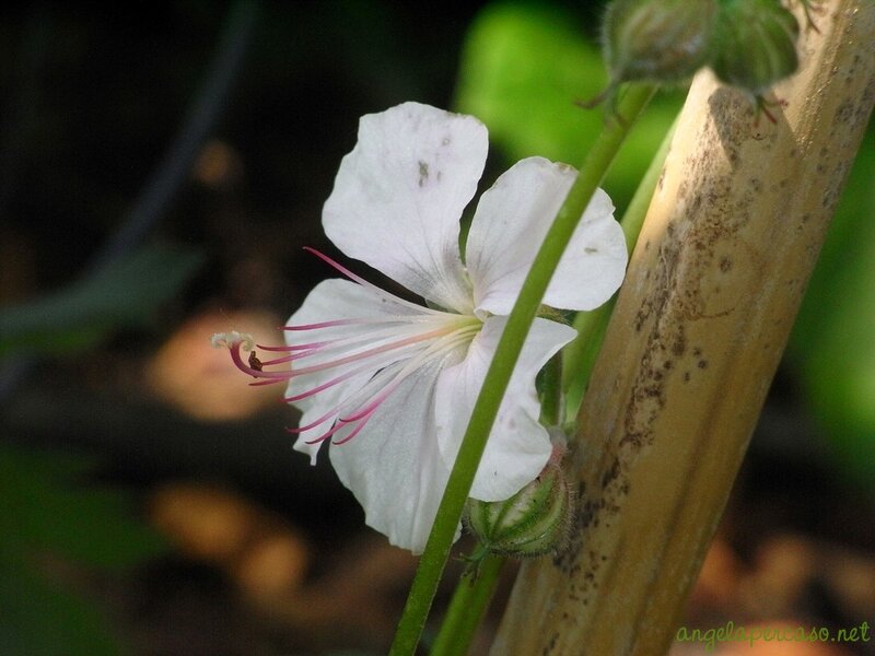 White Flower with Pink Stamen — Serene