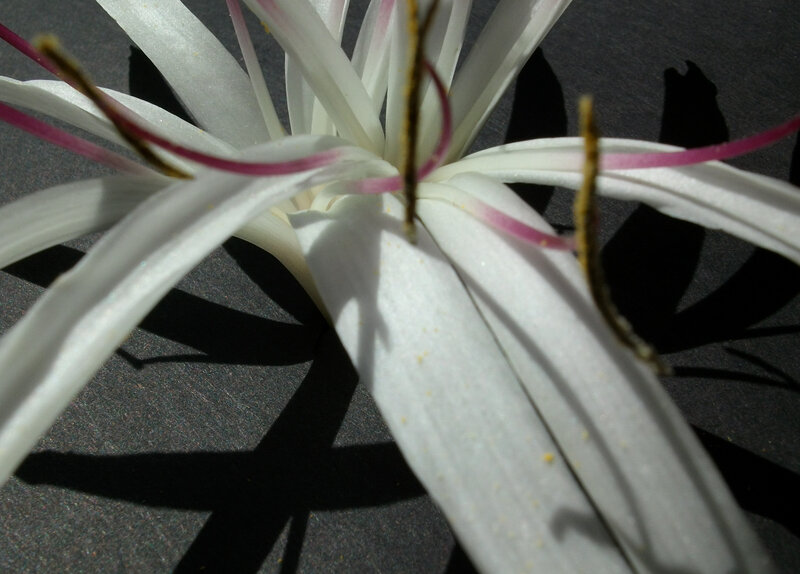 white flower with pink stamen