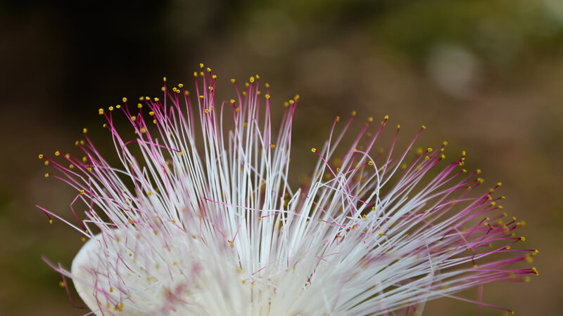 White Flower with Pink Stamens