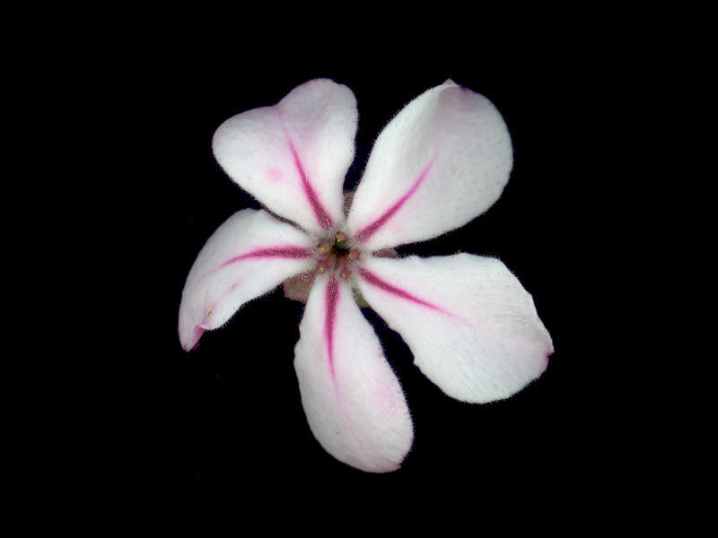White Flower with Pink Stripes