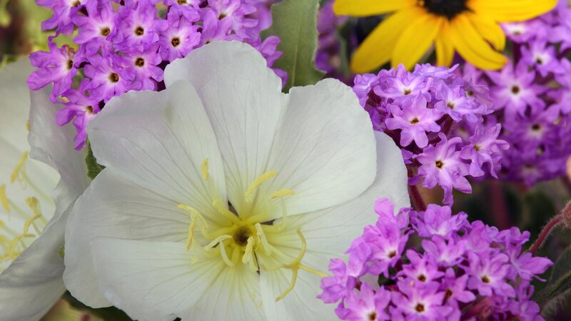 White flower with purple and yellow blooms