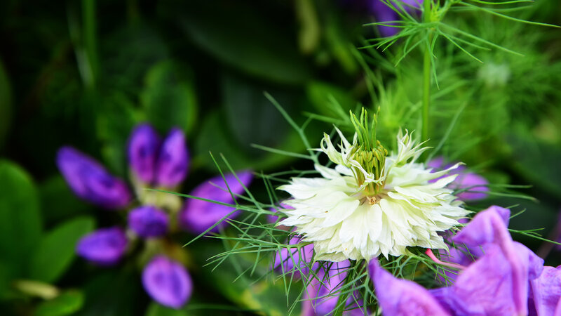 White Flower with Purple Blooms