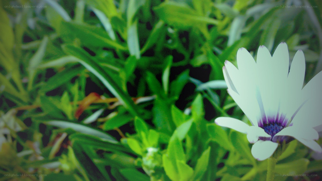 white flower with purple center