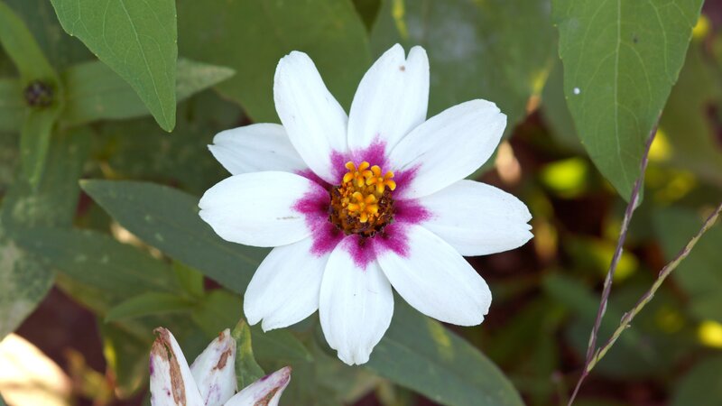 White Flower with Purple Center — Calm, Afternoon