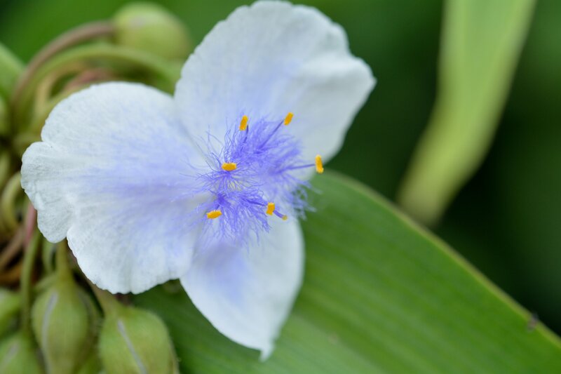 White Flower with Purple Center — Calm