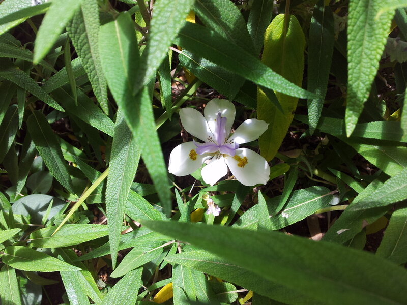 White Flower with Purple Center — Green