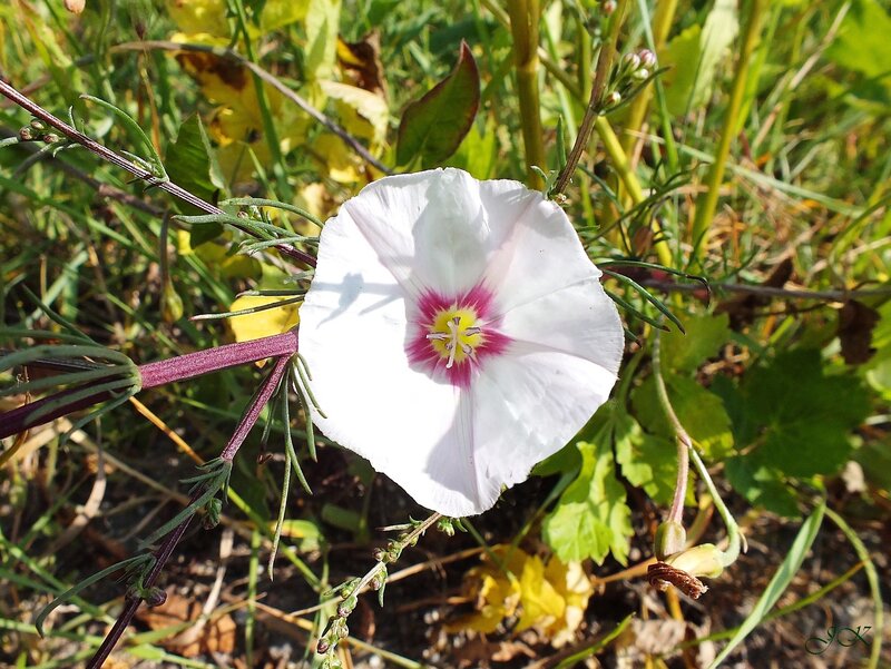 White Flower with Purple Center — Natural