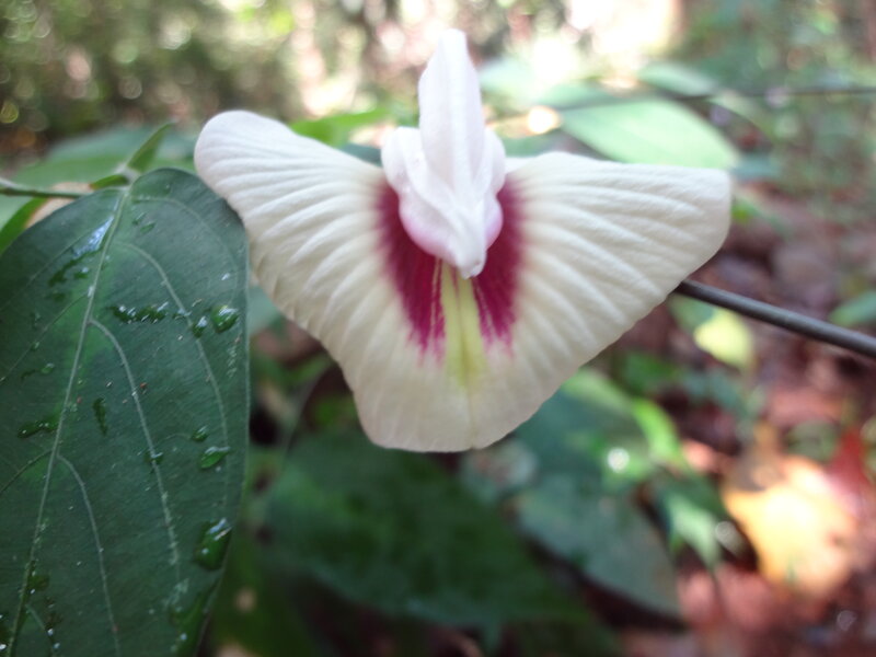 White Flower with Purple Center — Serene