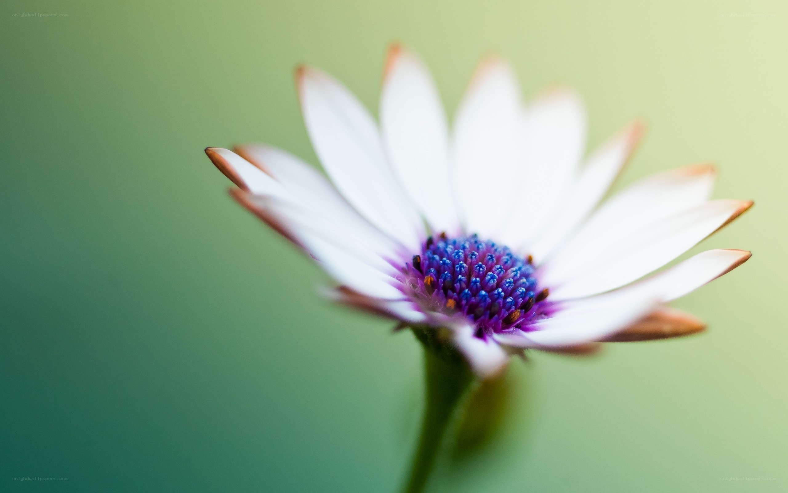 white flower with purple center