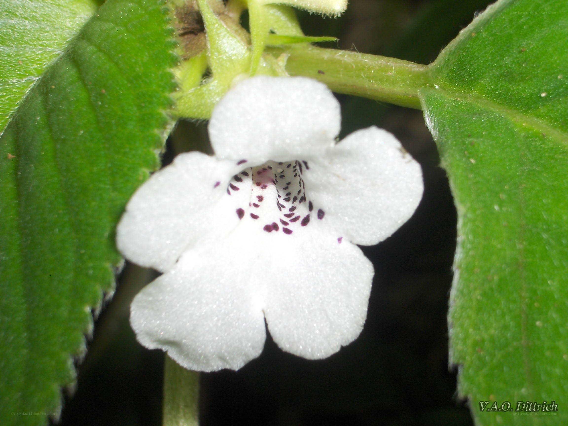 white flower with purple spots