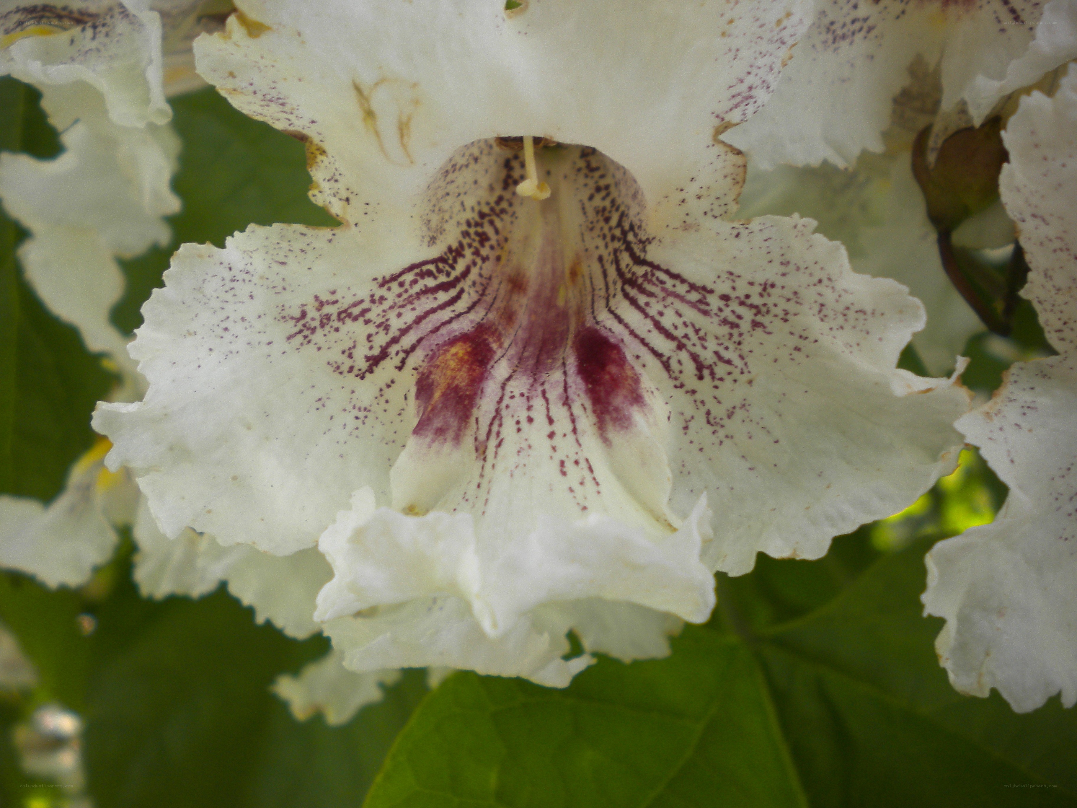 white flower with purple spots