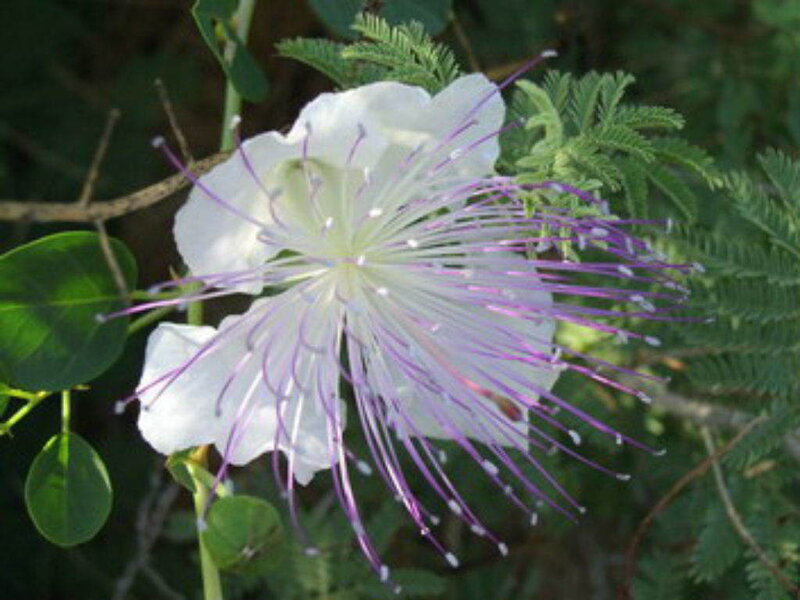 white flower with purple stamens