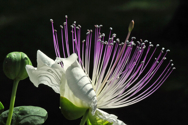 White Flower with Purple Stamens — Dramatic