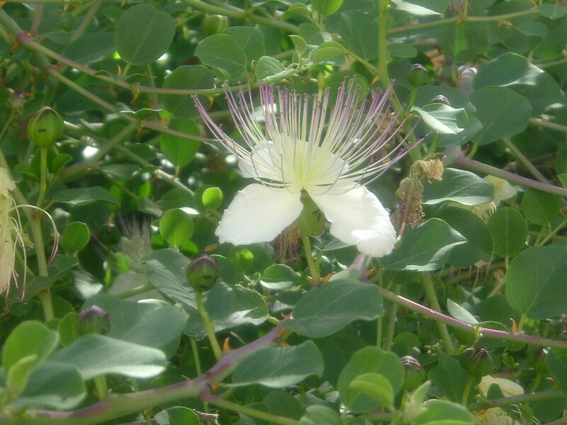 White Flower with Purple Stamens — Green