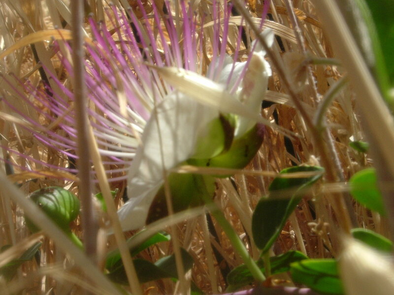 White Flower with Purple Stamens — Natural, Afternoon