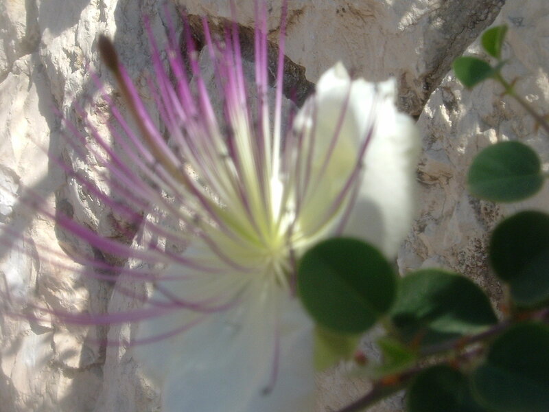 White Flower with Purple Stamens — Natural