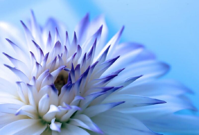 White Flower with Purple Tips — Serene