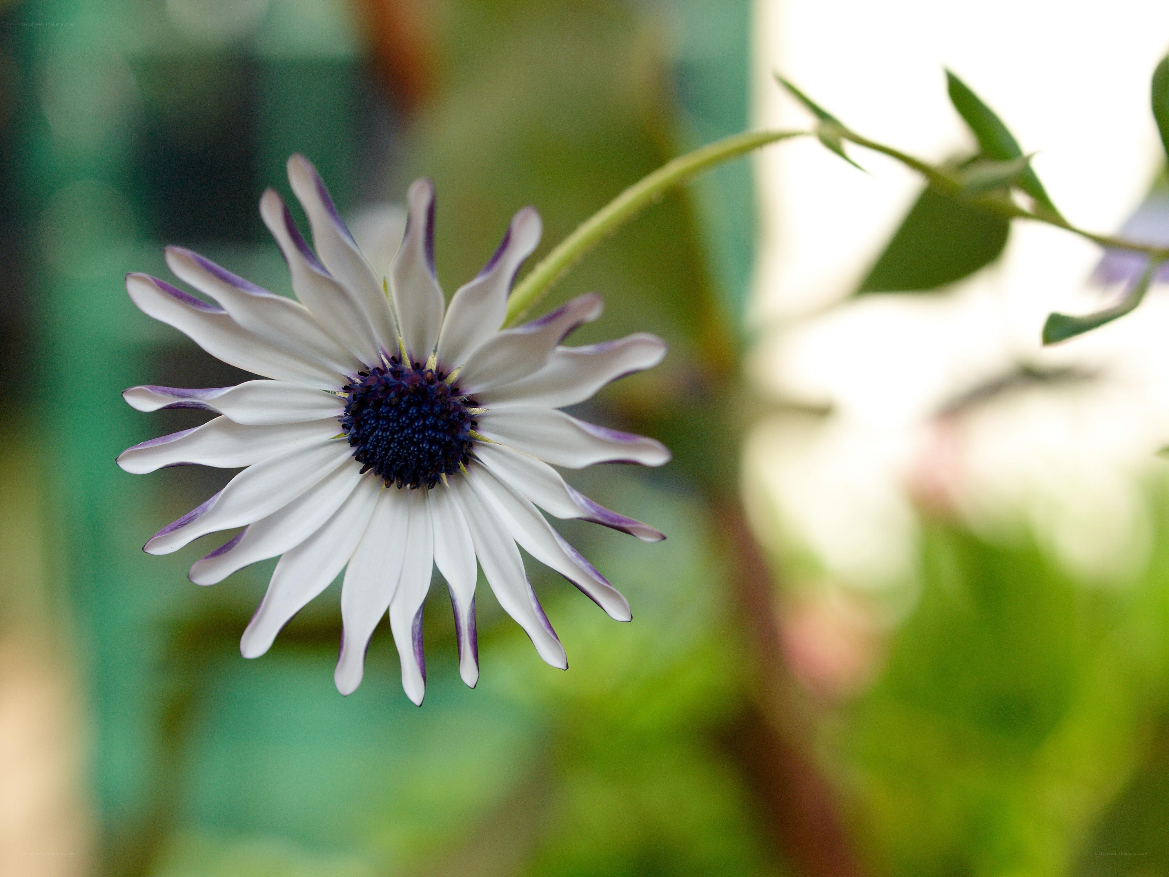 white flower with purple tips