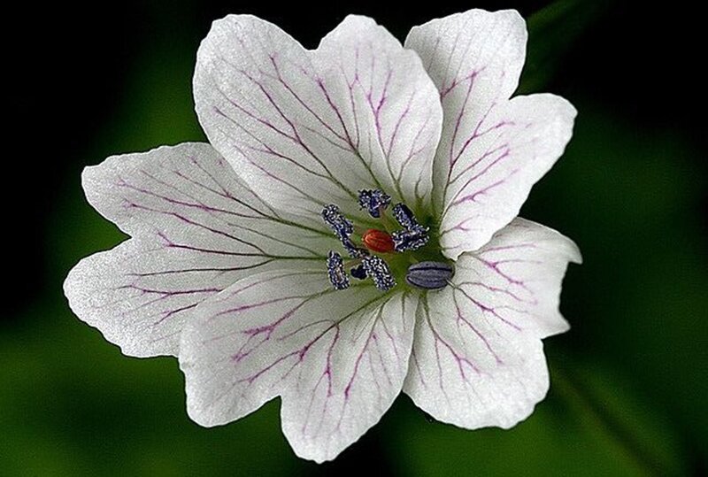 White Flower with Purple Veins