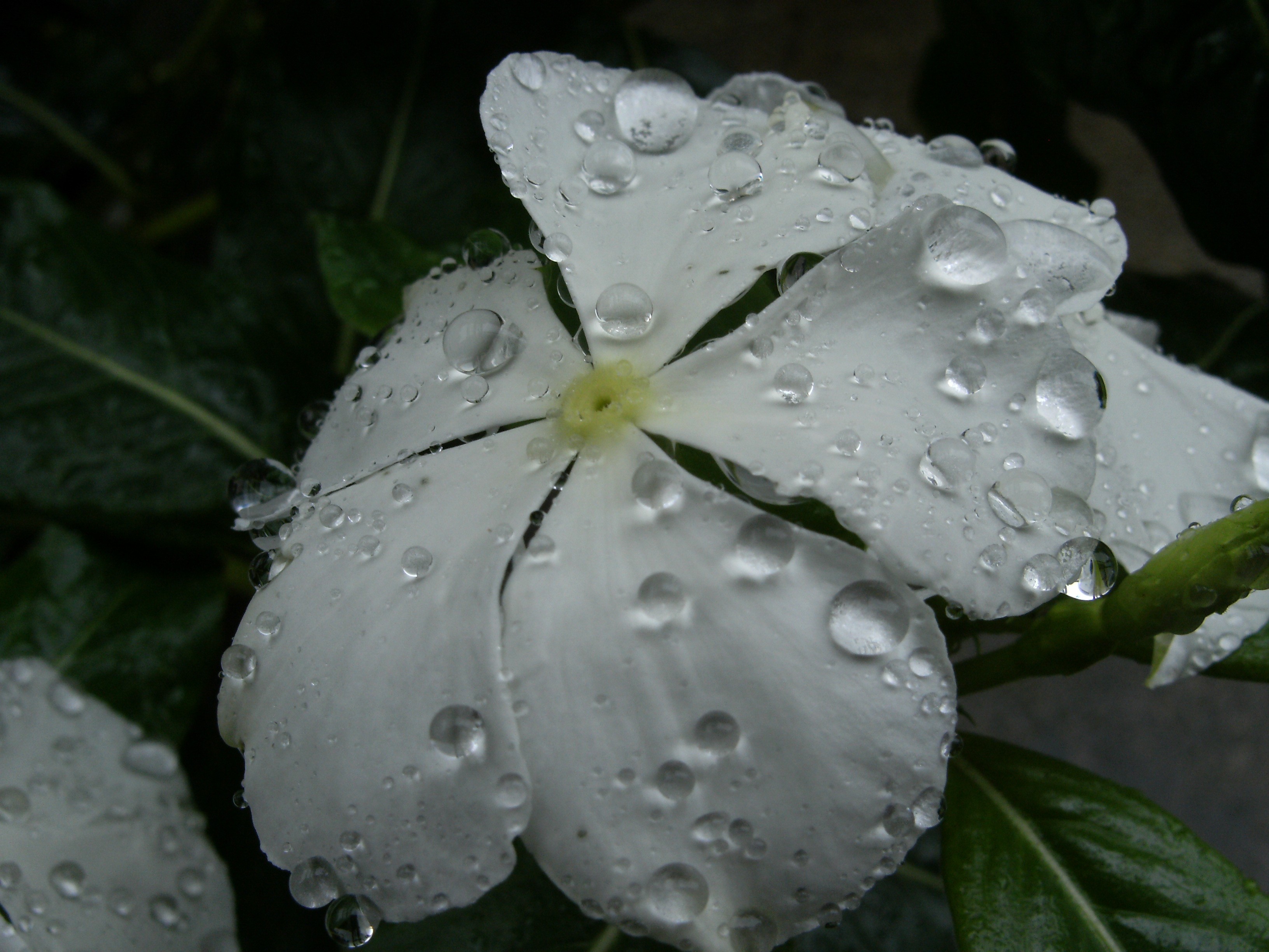 White flower with raindrops