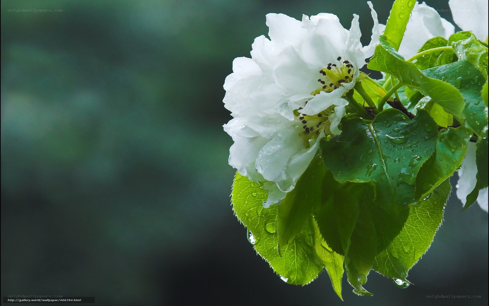 White flower with raindrops