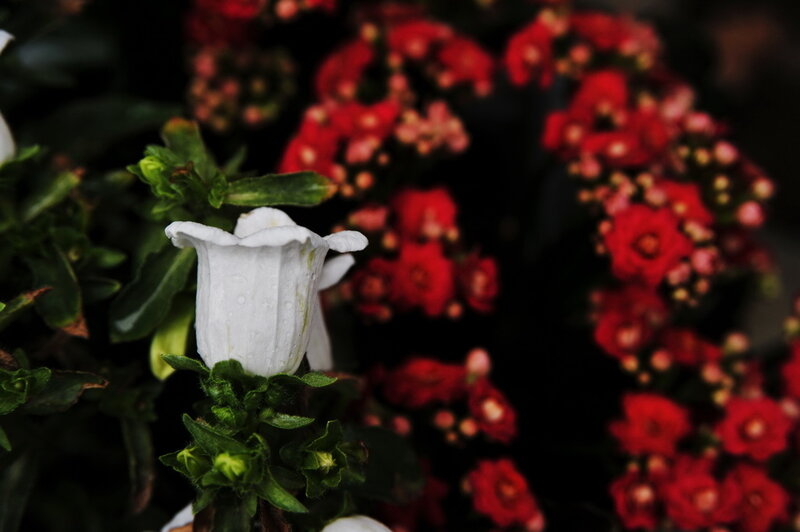 White flower with red background