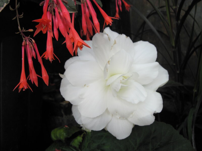 White Flower with Red Blooms