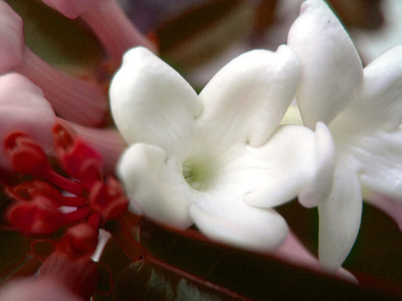 White flower with red buds