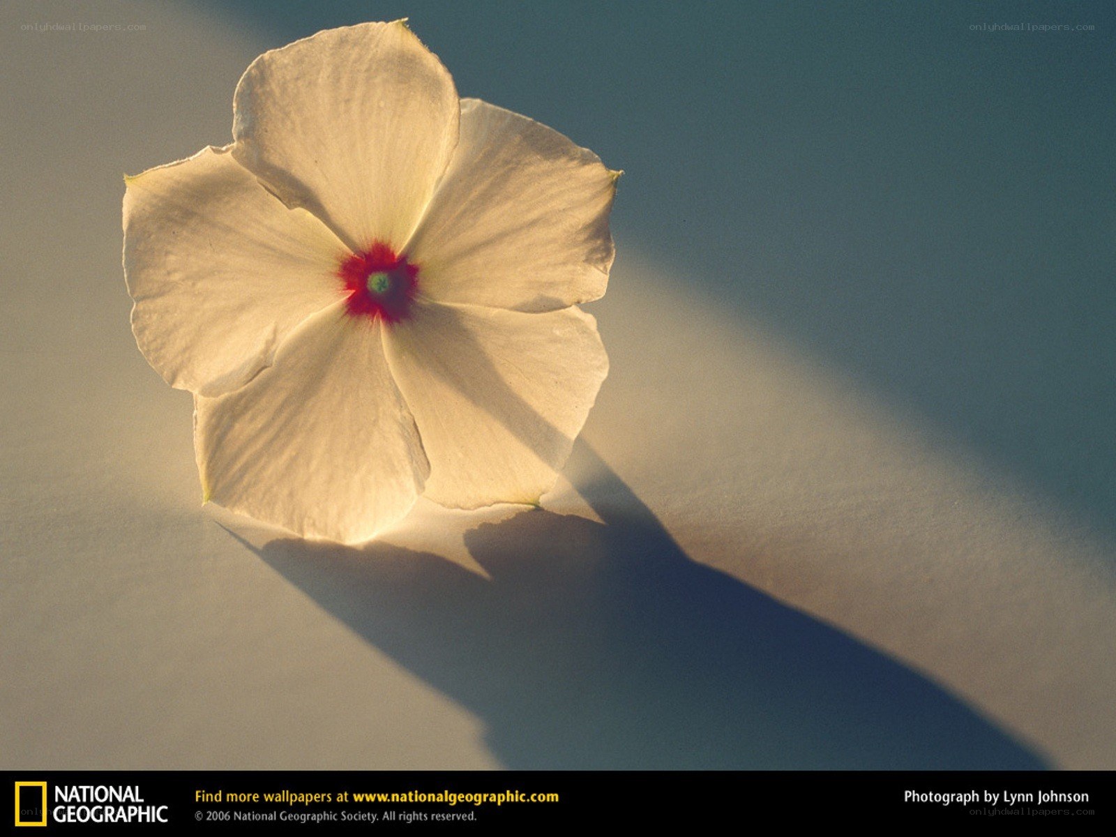 White flower with red center