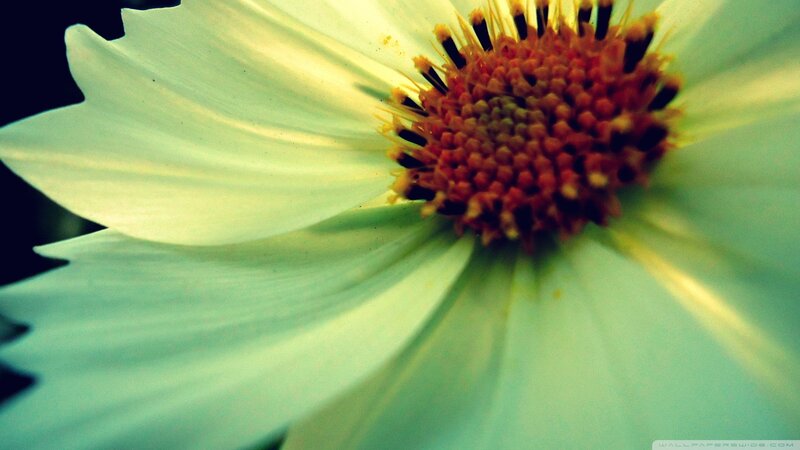 White Flower with Red Center — Calm, Photograph