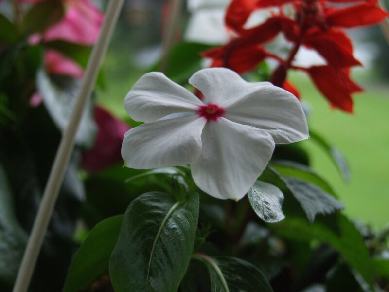 White Flower with Red Center — Calm