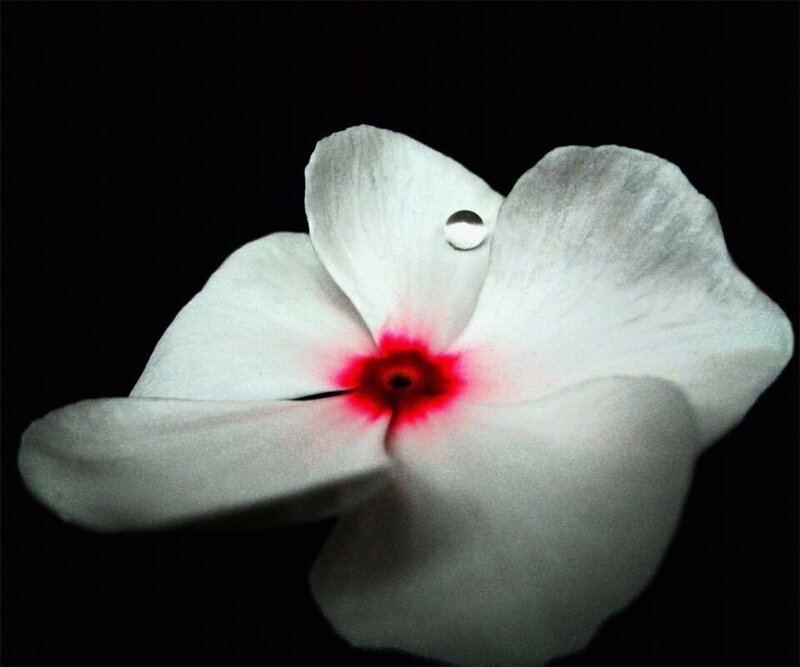 White Flower with Red Center — Dramatic