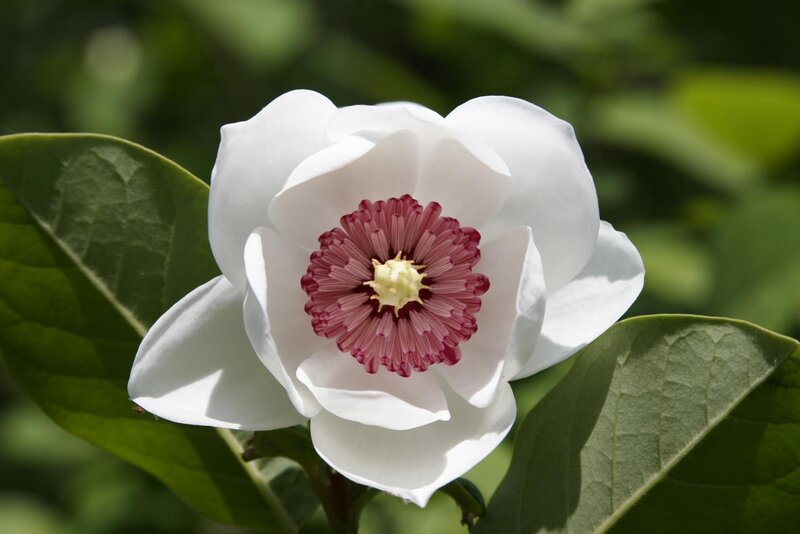 White Flower with Red Center — Serene