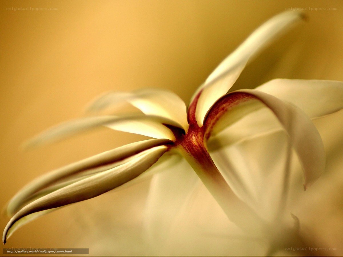 White flower with red center