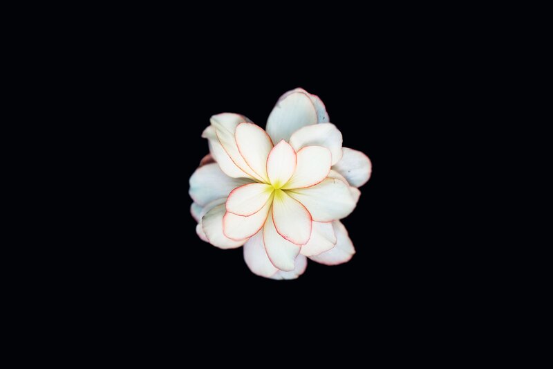 White Flower with Red Edges — Serene