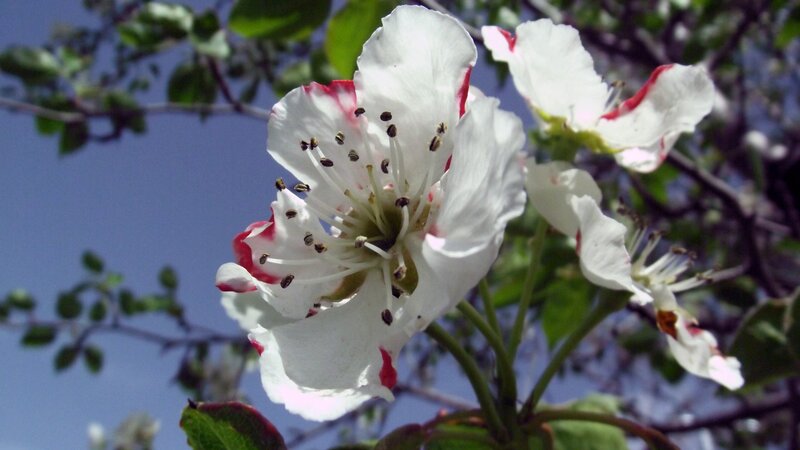 White Flower with Red Edges