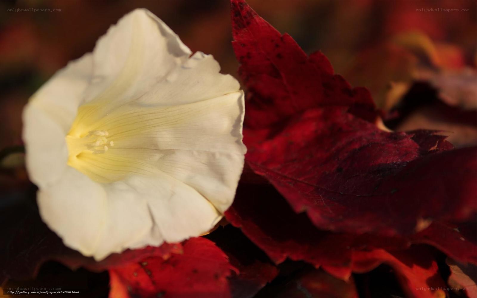 White flower with red leaves