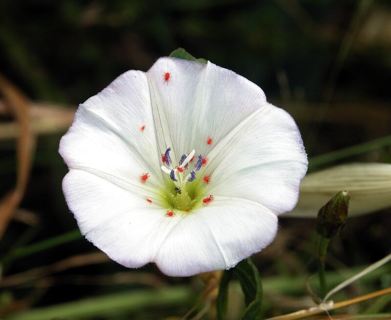 White flower with red mites