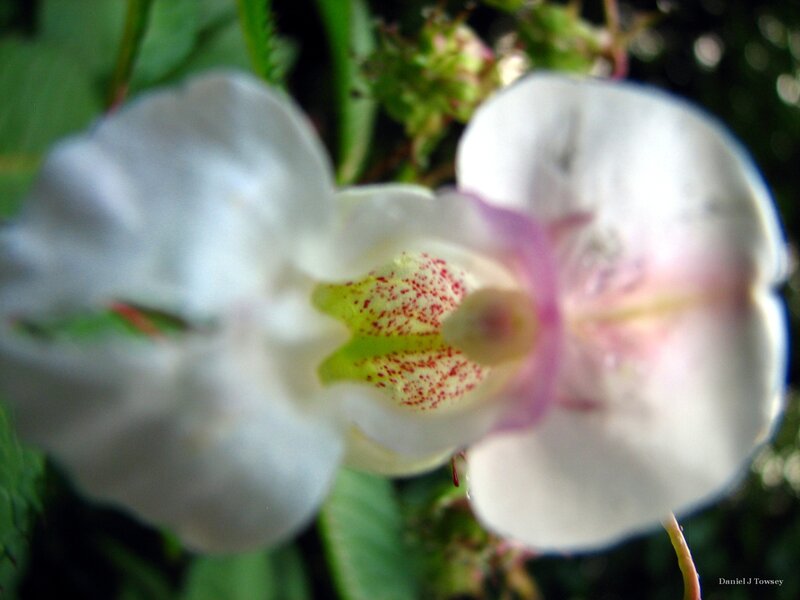 white flower with red speckles