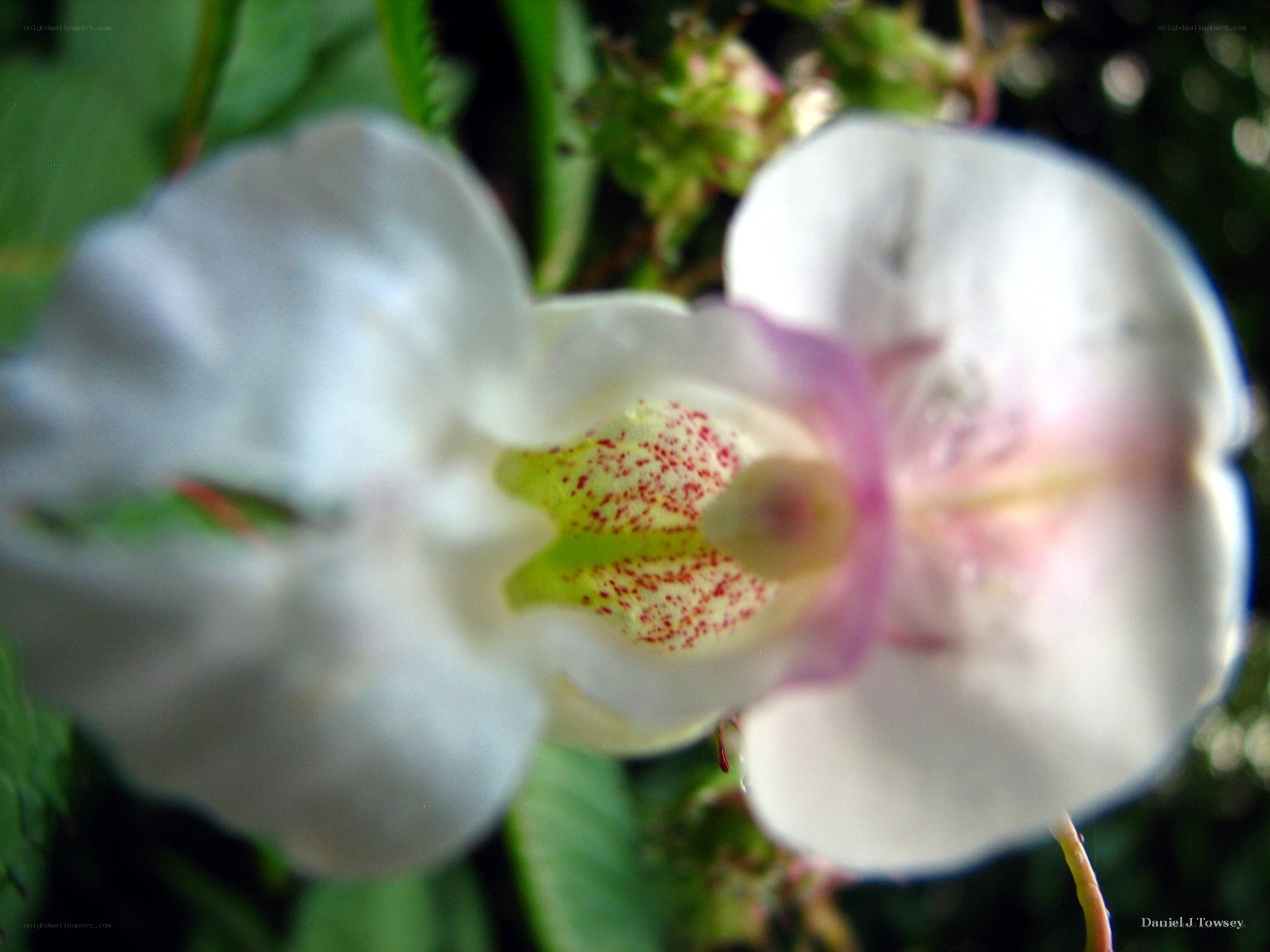 white flower with red speckles
