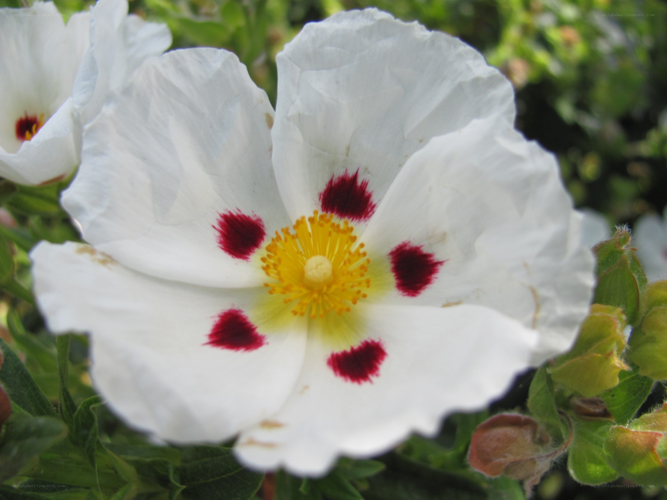 white flower with red spots
