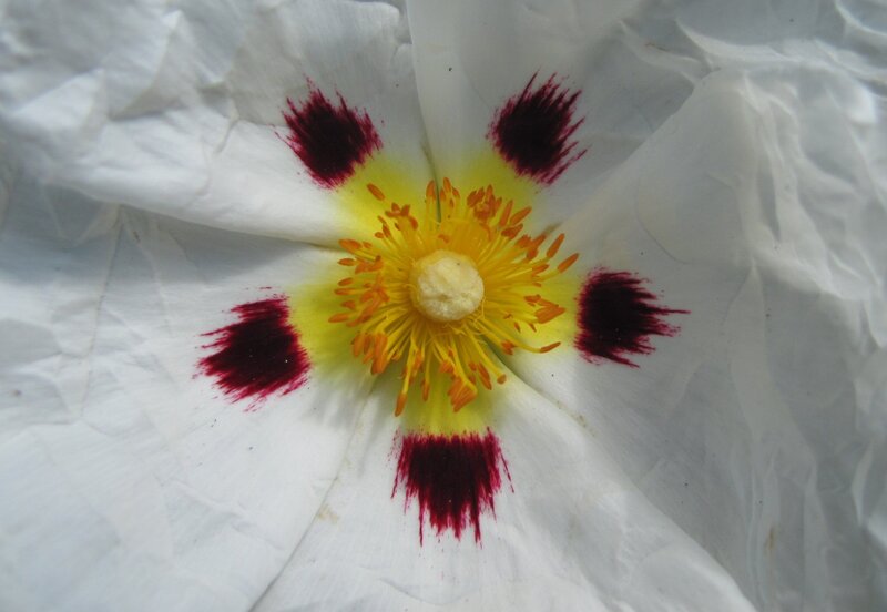 white flower with red spots