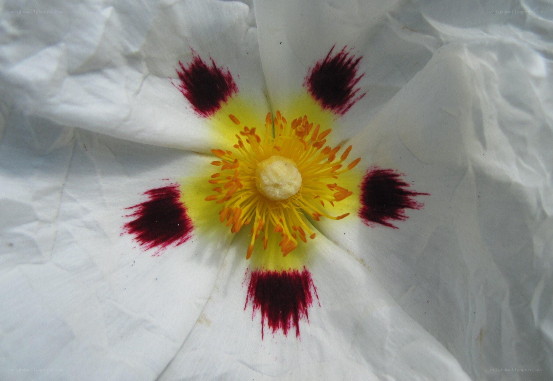 white flower with red spots