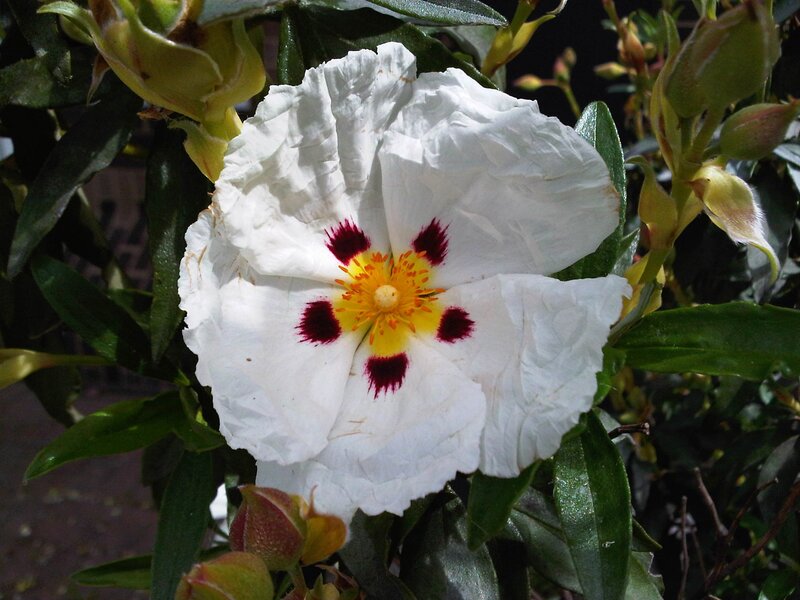 white flower with red spots