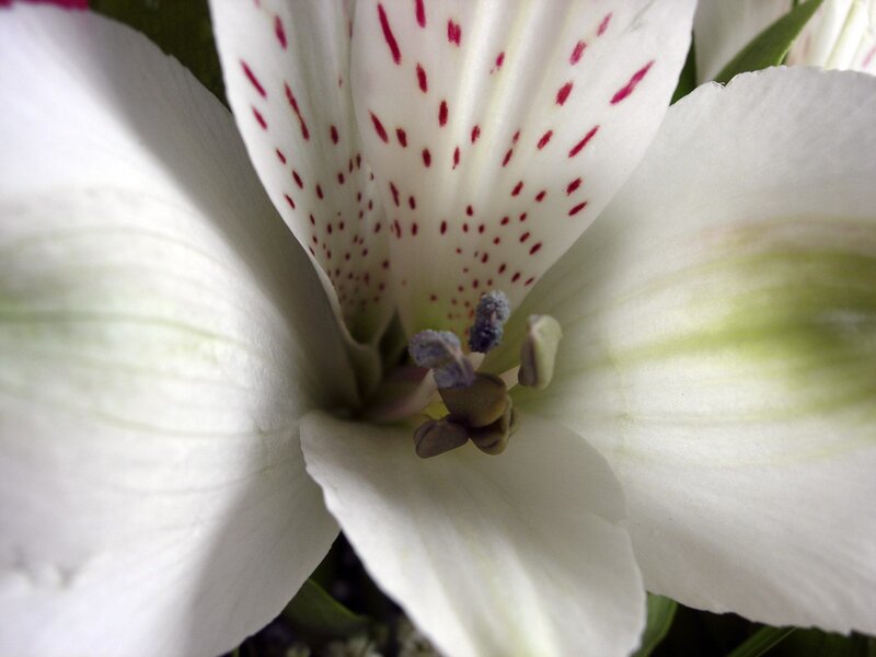 white flower with red spots