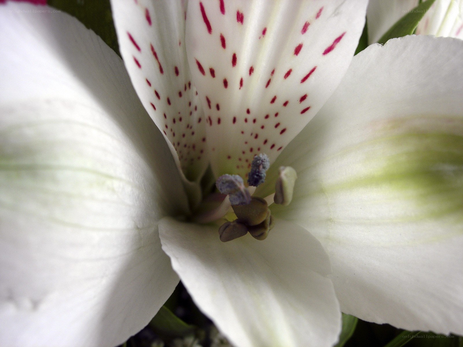 white flower with red spots