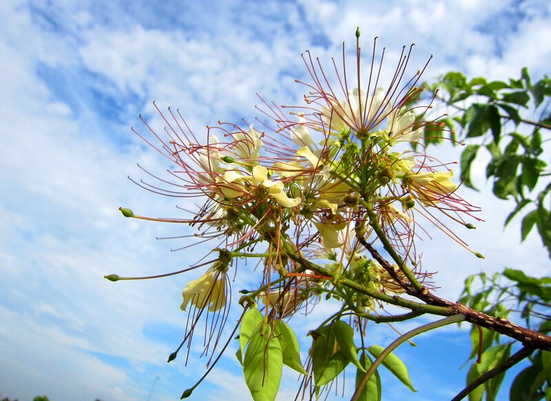 White Flower with Red Stamens