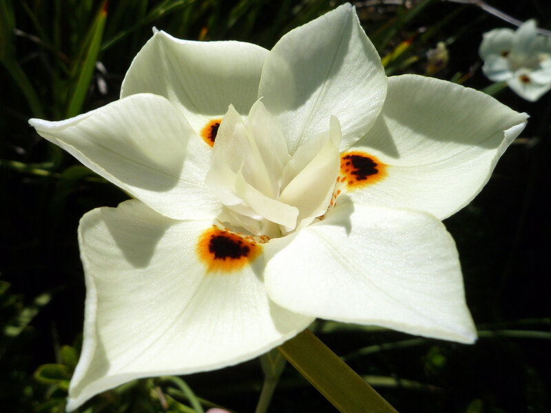 White Flower with Spots — Serene