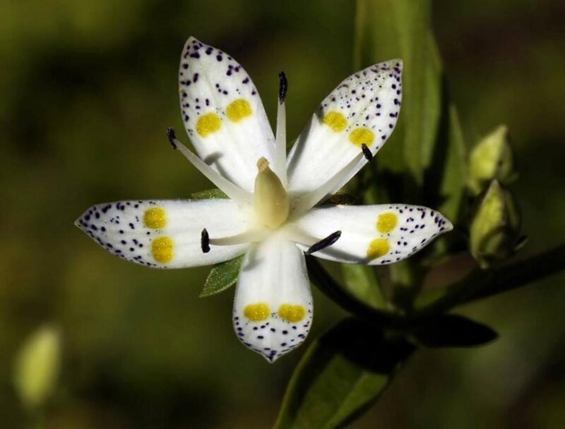 White Flower with Spots